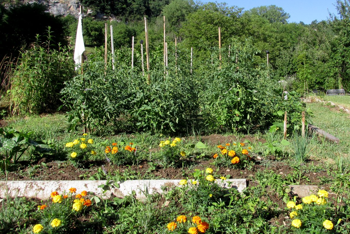 Biodiversity in the garden