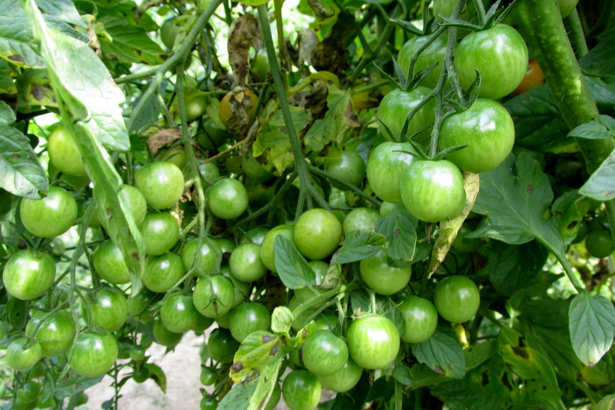 Tomato growing