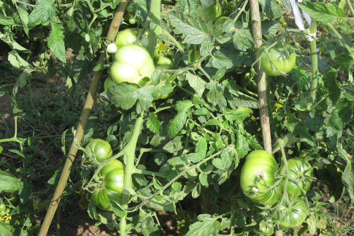 Tomato growing
