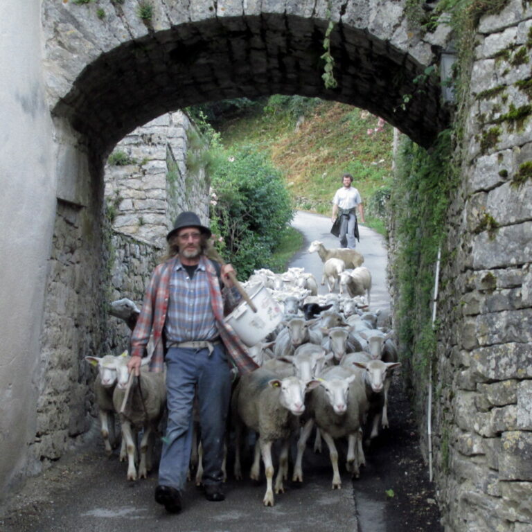 Transhumance