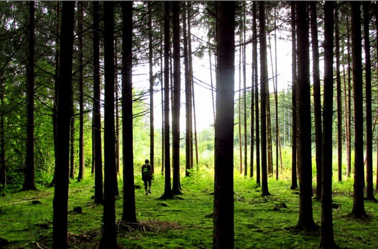 La Forêt de Chaux